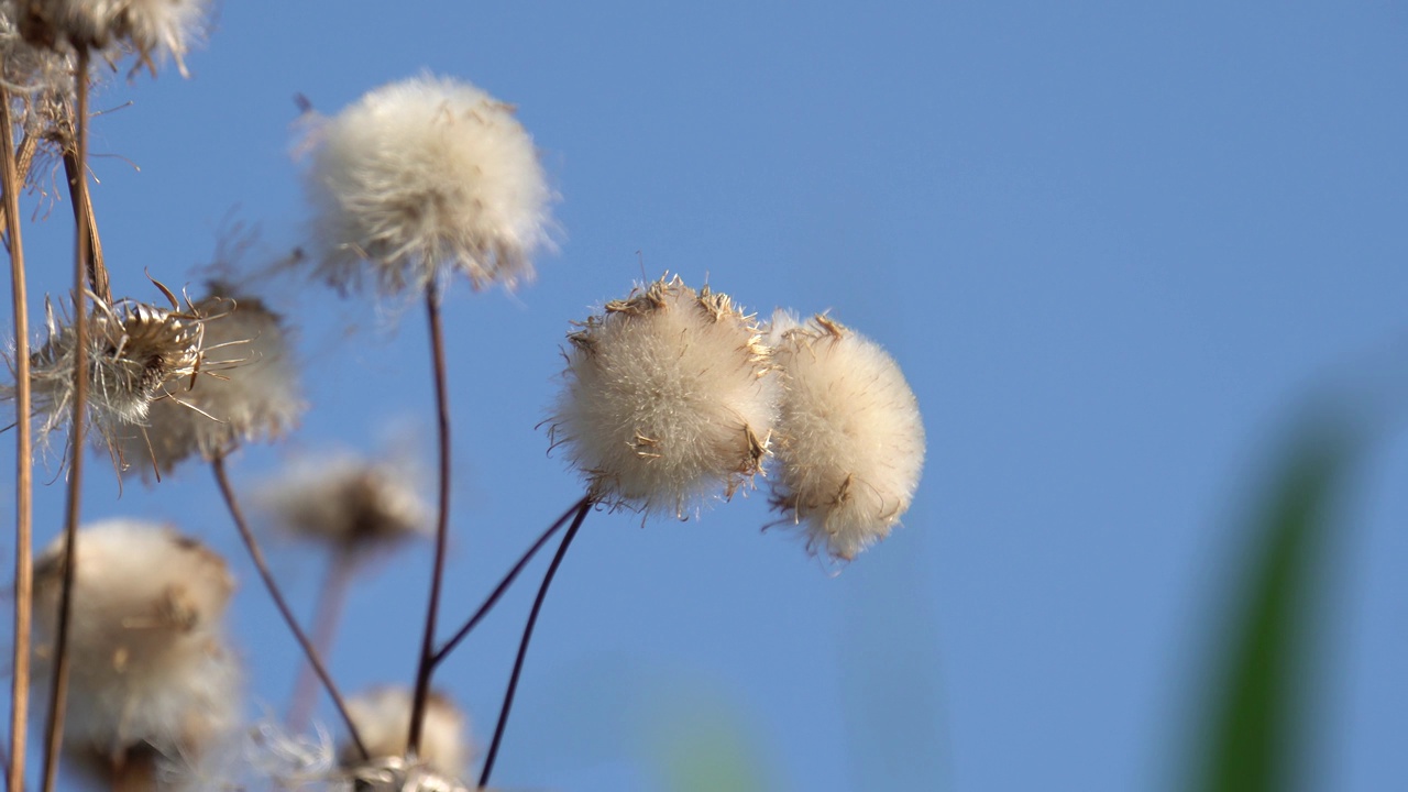 苔藓vaginatum视频素材