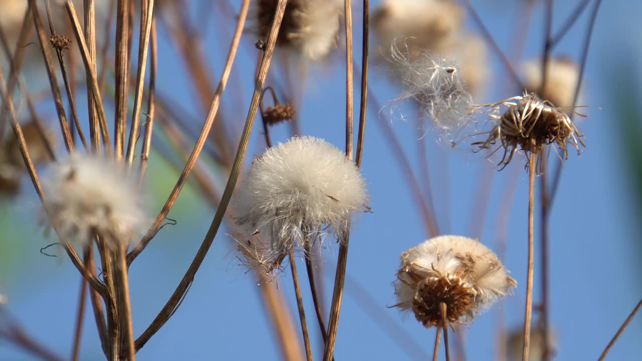 苔藓vaginatum视频素材