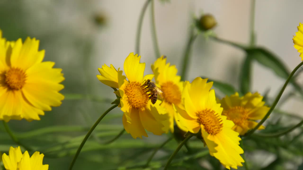 蜜蜂在山楂黄色的花上视频素材