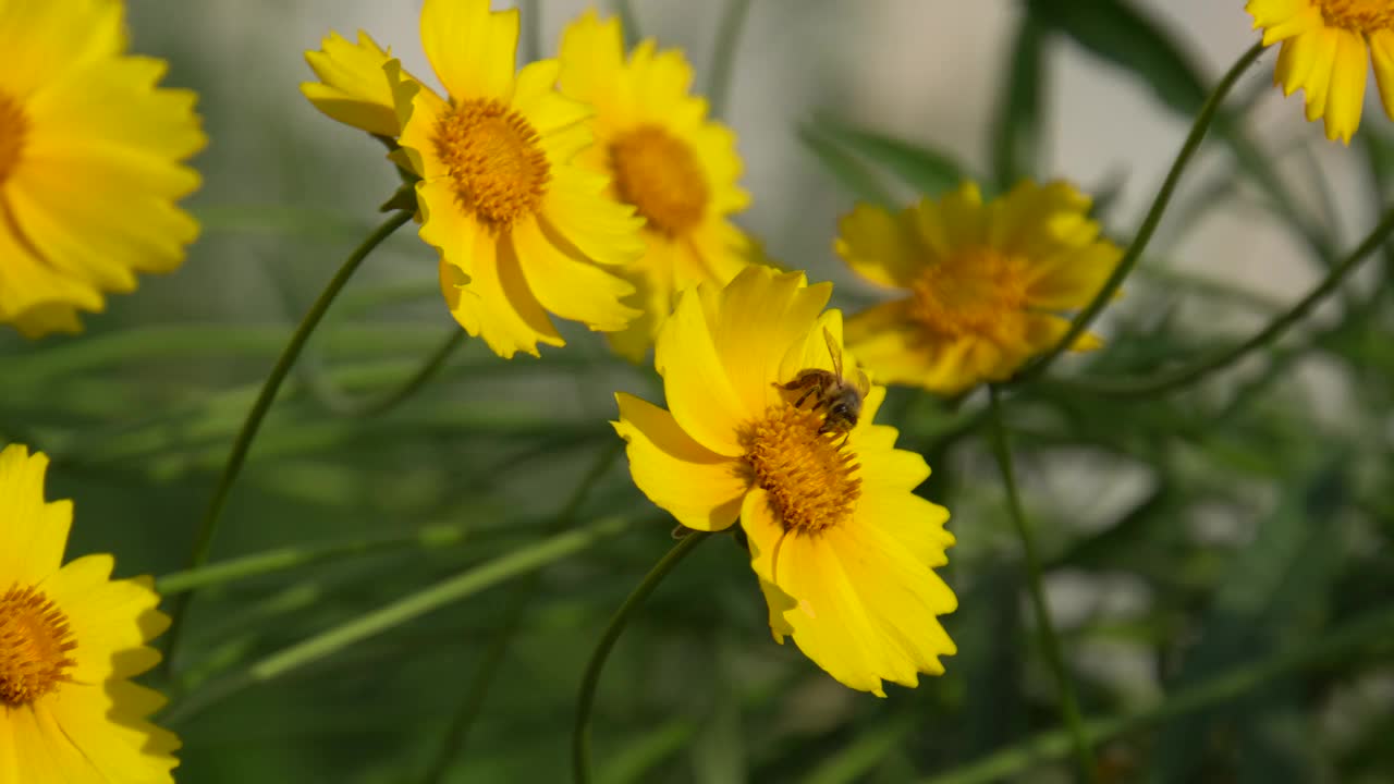 蜜蜂在山楂黄色的花上视频素材