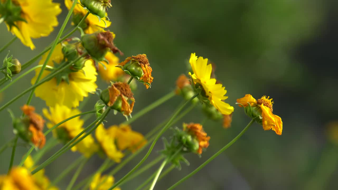 矛叶菖蒲的黄色花视频素材