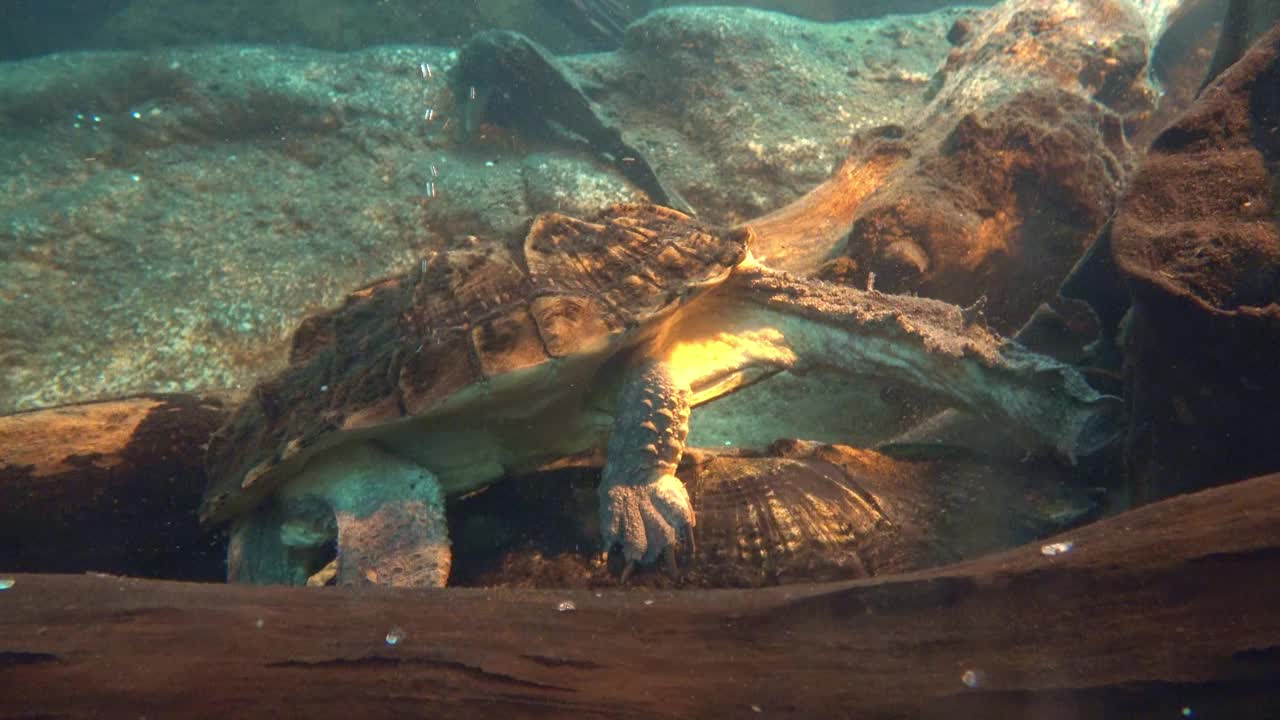 水族馆里的鳄鱼咬住乌龟视频素材