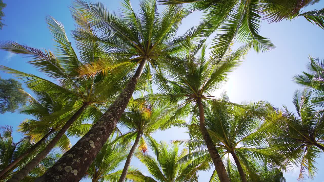 椰树椰树叶底观太阳绿叶全景蓝天夏天。本空间视频素材