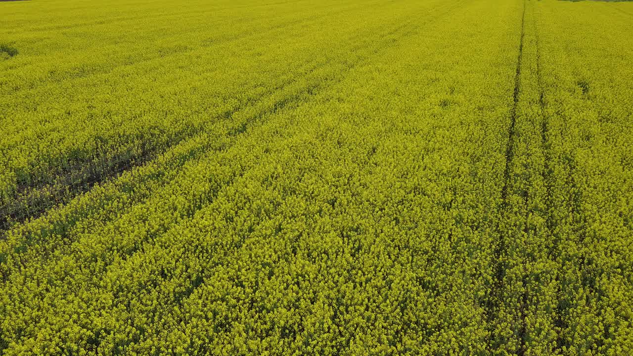 五月开花的油菜地。视频素材