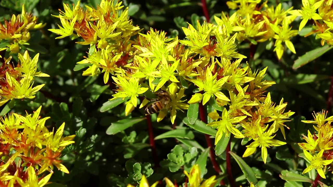 蜜蜂从花上收集花粉视频素材