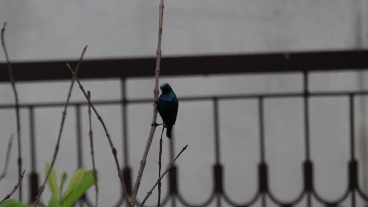 太阳鸟/蜂鸟视频素材