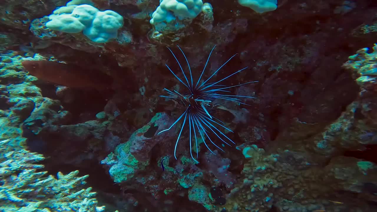 在埃及红海拍摄的一条清鳍狮子鱼(Pterois radiata)的4k视频视频素材