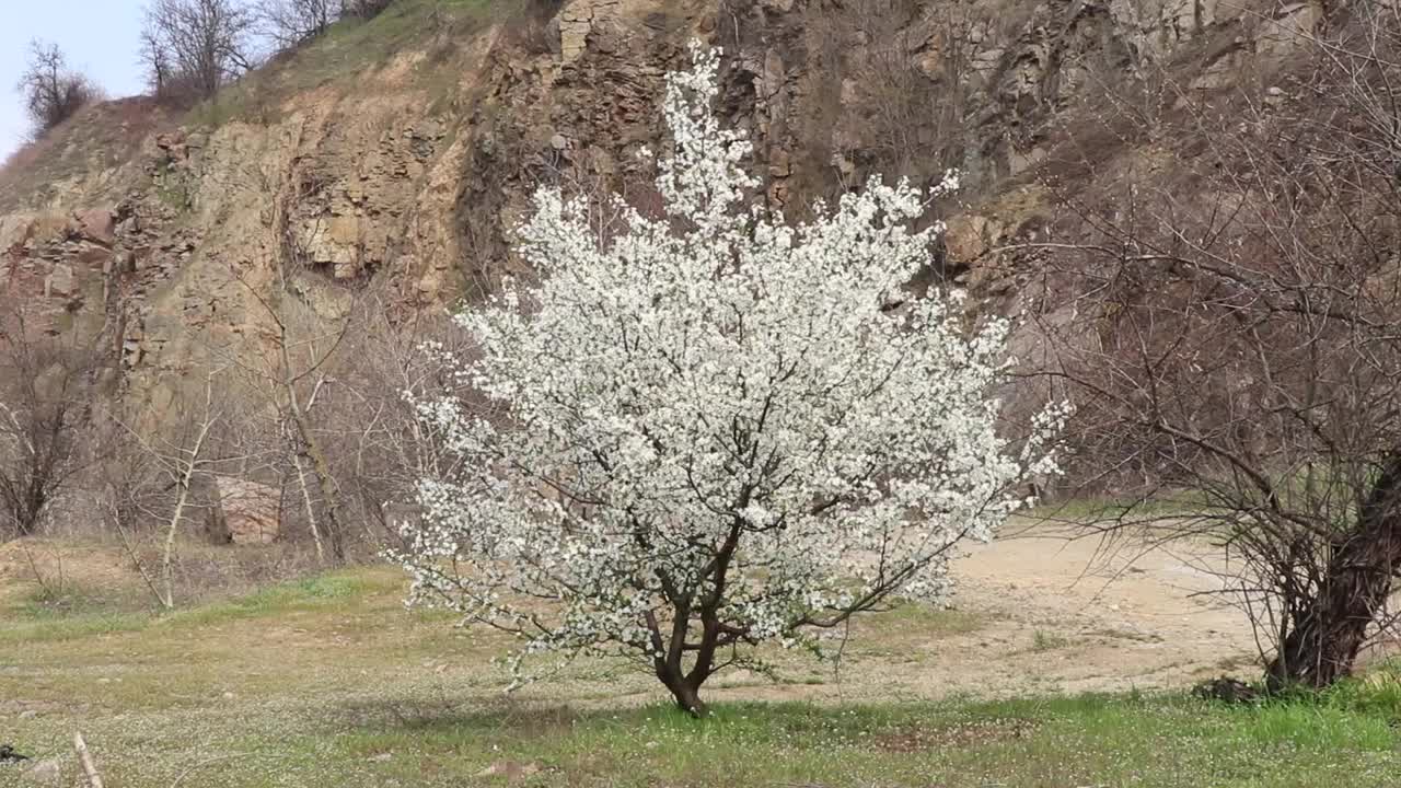 在乌克兰春天的风中盛开的樱桃视频素材