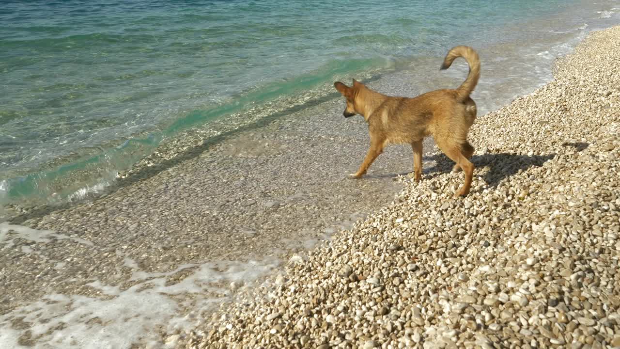 慢镜头:一只小狗被卵石滩上飞溅的小浪花迷住了视频素材