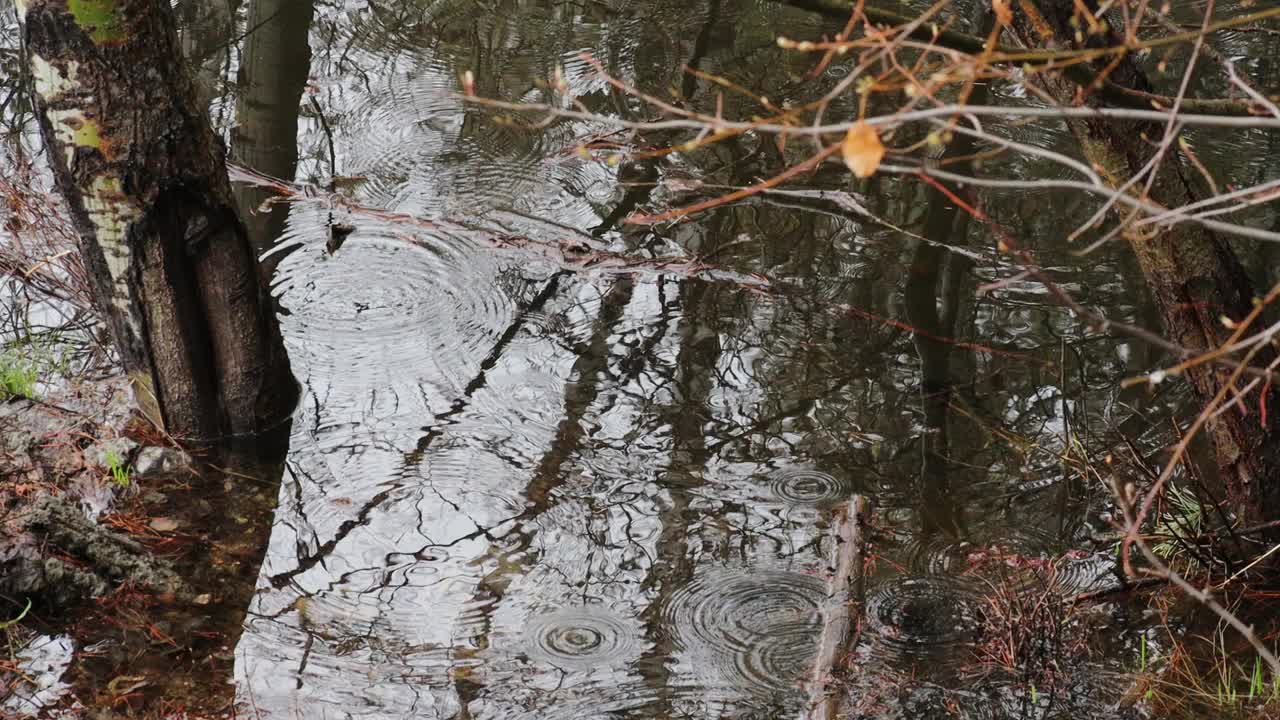 雨滴落在小池塘上视频下载