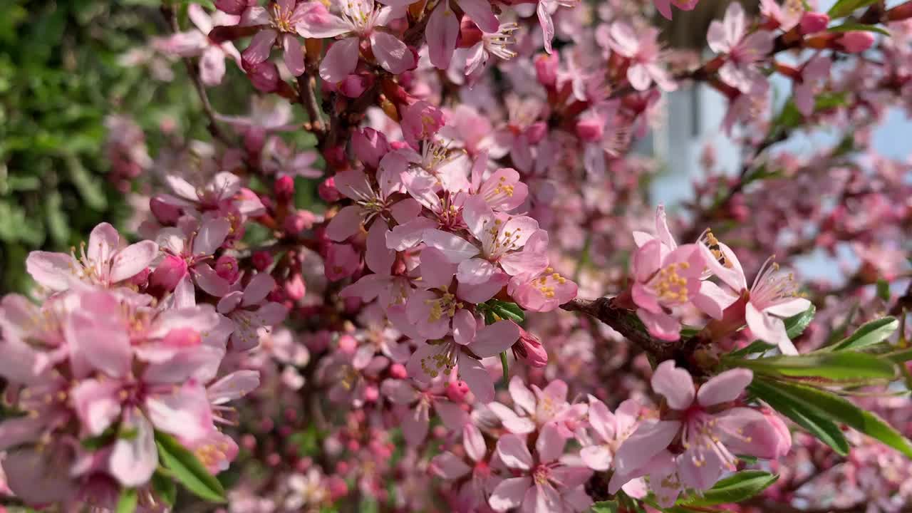 特写美丽的果树花在一个模糊的背景视频素材