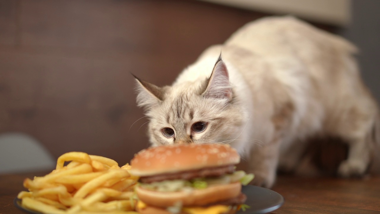 猫在室内地板上嗅着盘子里的汉堡和薯条。特写:好奇的毛茸茸的可爱小猫在检查食物。视频素材