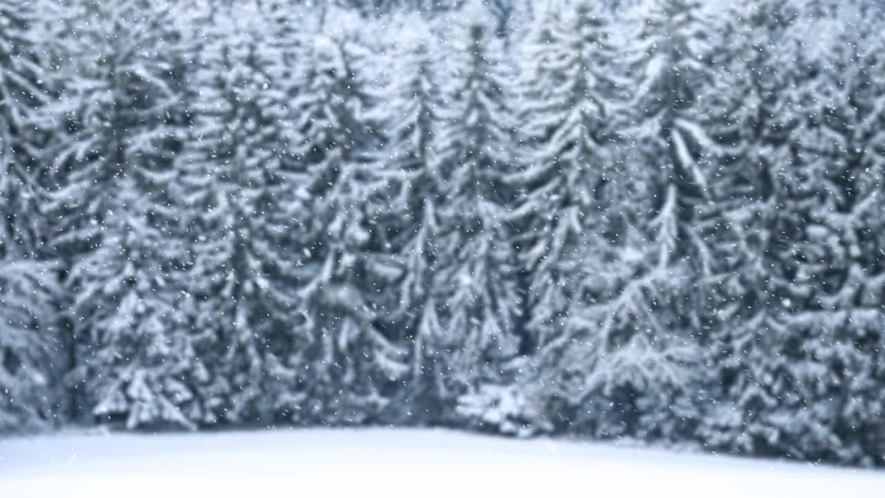 模糊的森林景观和飘落的雪花。视频素材