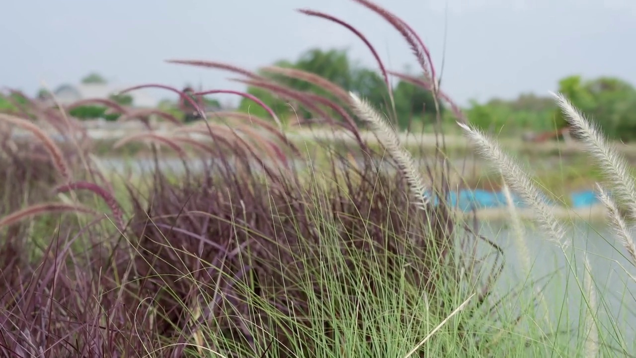 草上花上风。视频素材