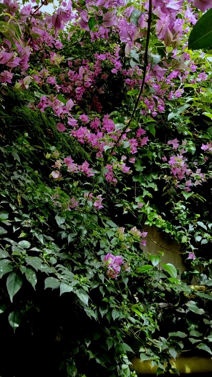 粉红色的花把墙编成辫子，挂在玻璃屋顶上。温室开花视频素材