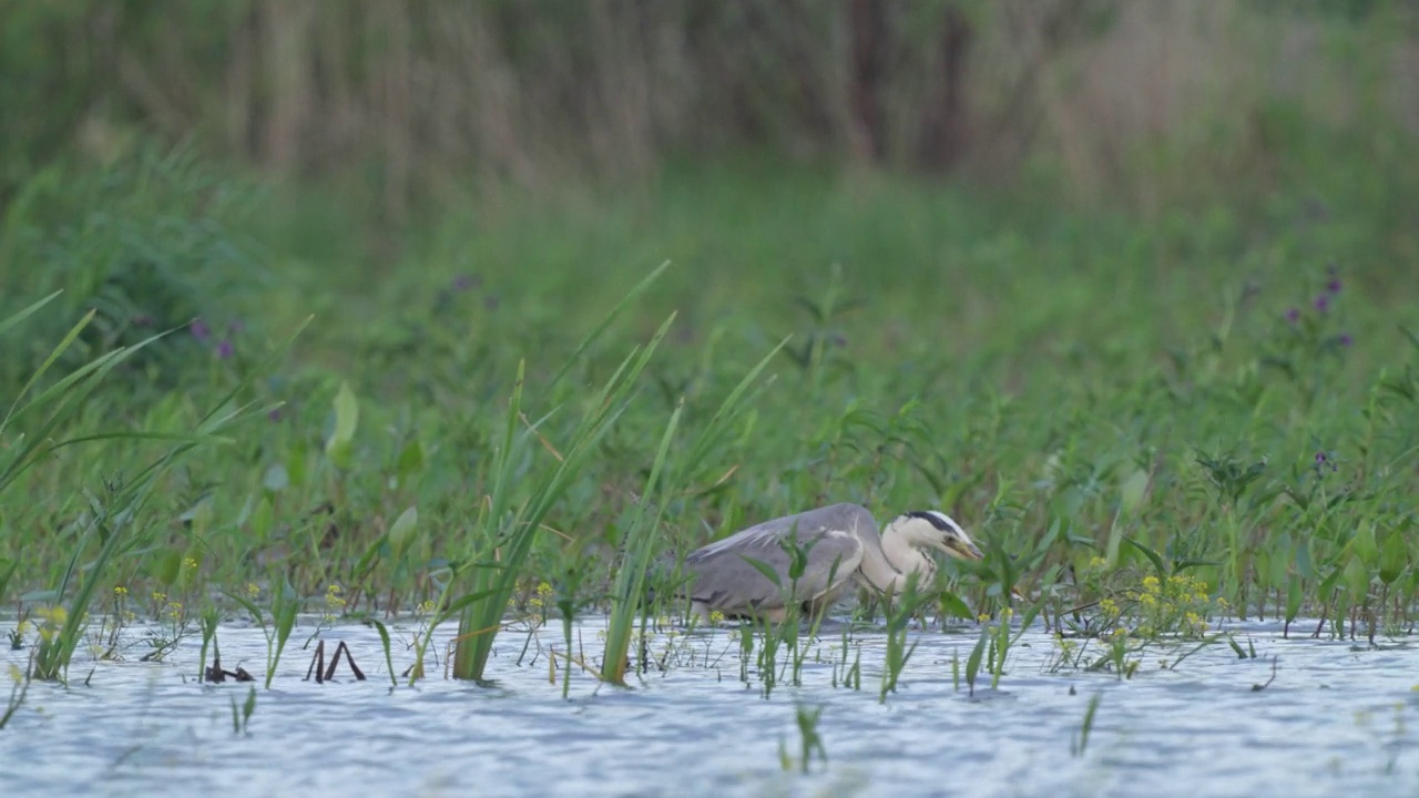 灰鹭(Ardea cinerea)站在浅水区，在初夏的早晨捕鱼和进食。视频素材