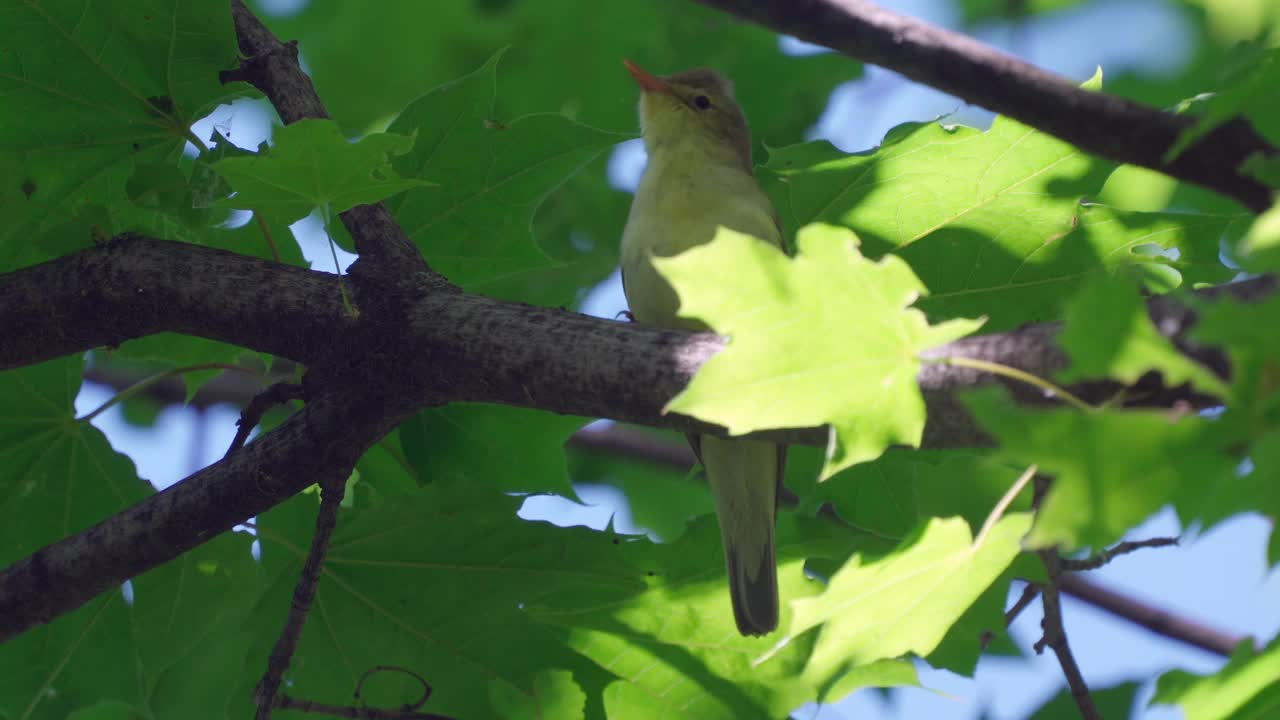 鸟——黄莺(Hippolais icterina)在一个阳光明媚的夏日坐在树枝上唱歌。视频素材