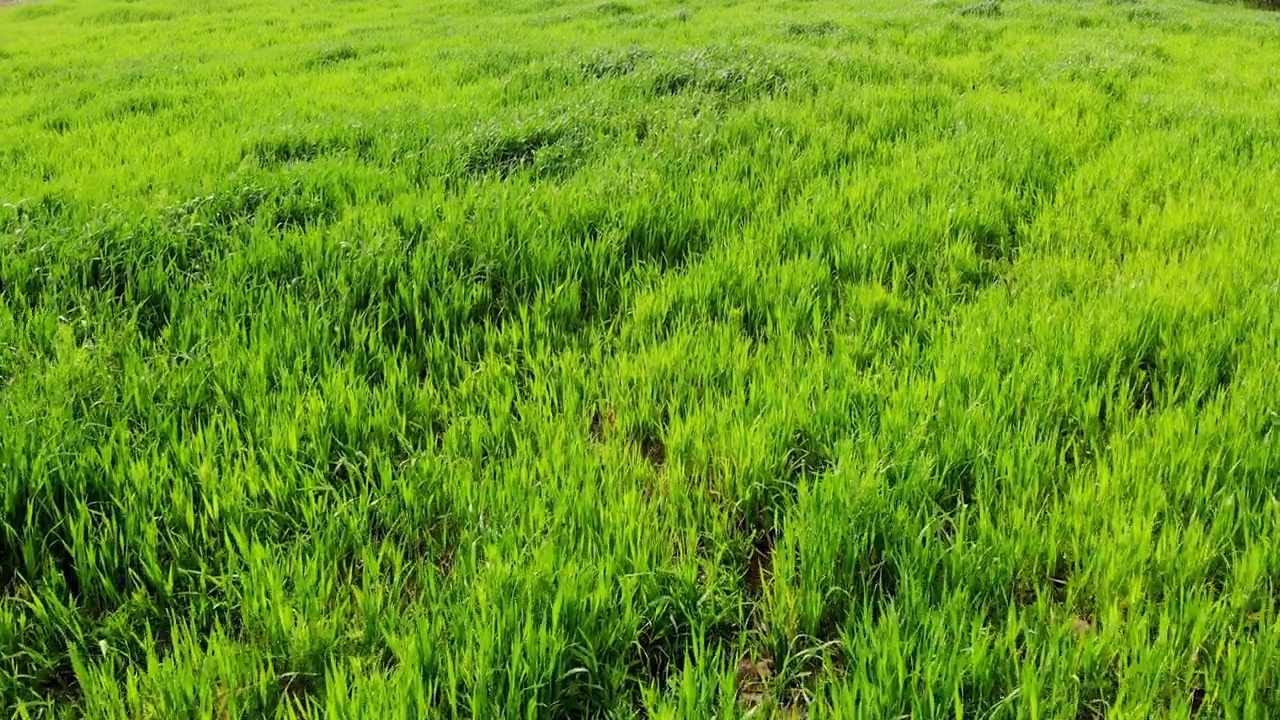 无人机拍摄的草地视频素材