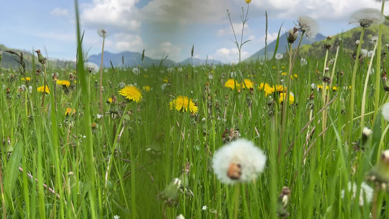 春天美丽的高山草地和高山丘陵视频素材