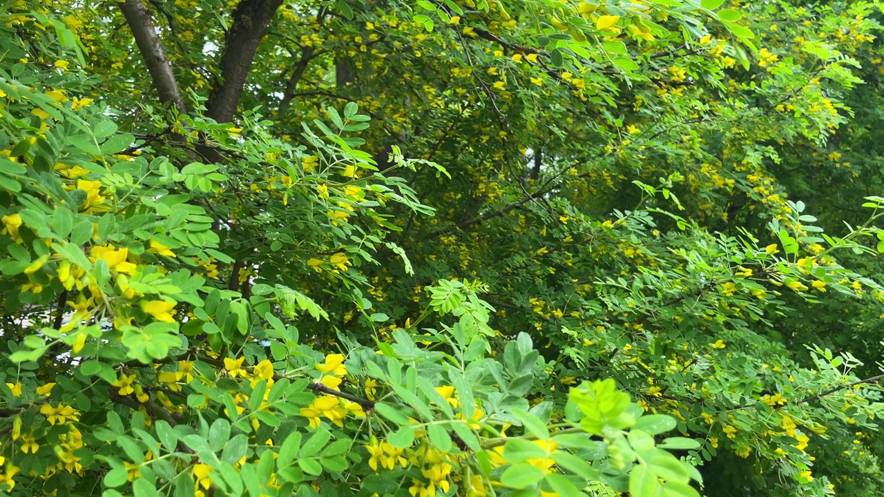 夏季花园中绿色灌木枝叶背景上的亮黄色锦鸡儿或黄色金合欢花视频素材