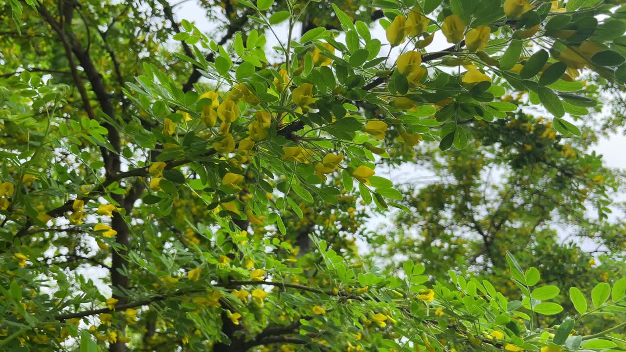 夏季花园中绿色灌木枝叶背景上的亮黄色锦鸡儿或黄色金合欢花视频素材