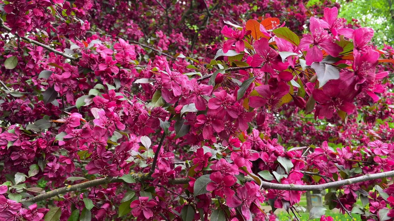 那棵装饰性的苹果树正在开花。近距离拍摄的红色花朵。这幅画描绘了美丽的春天里一个刮风的日子。视频素材