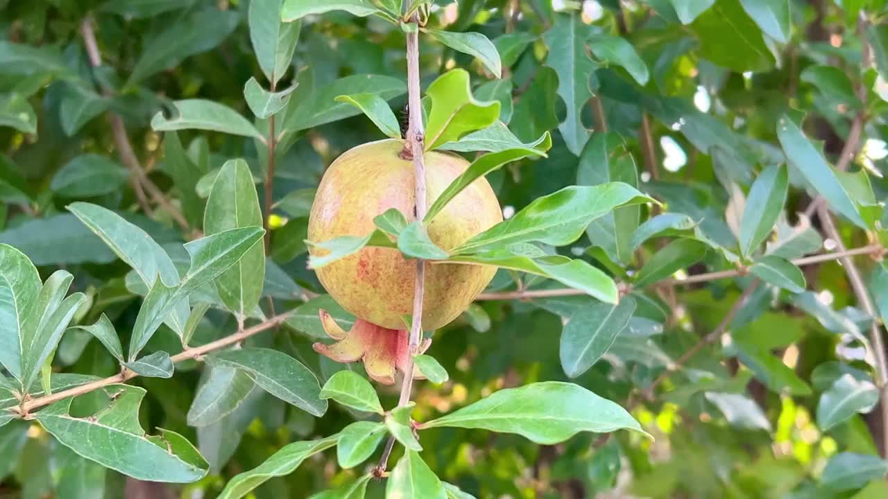 异国情调和美味的石榴视频素材