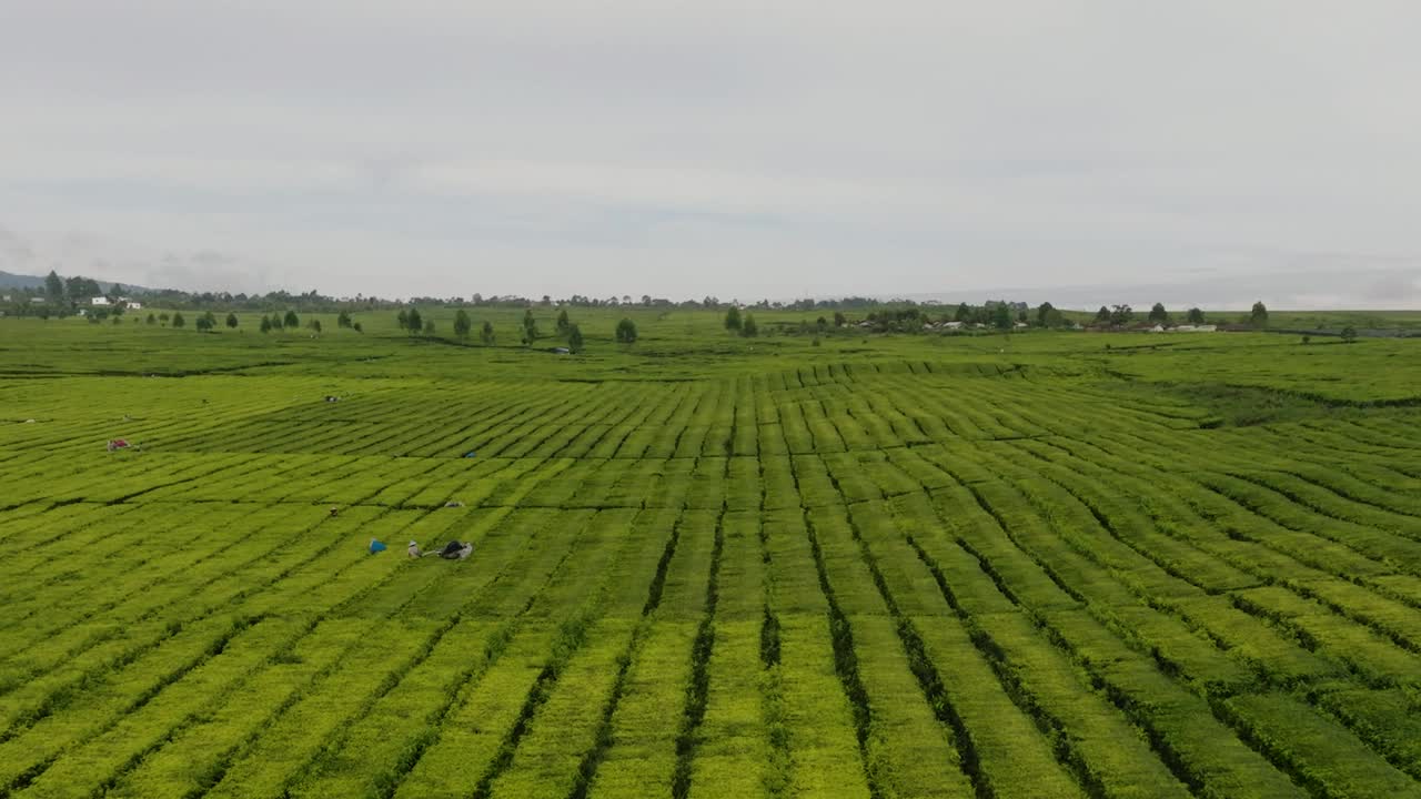 高地上的茶园。Kayu Aro，苏门答腊岛，印度尼西亚。视频素材