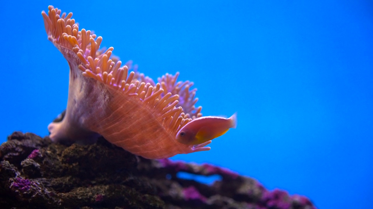 海洋生物和鱼类与珊瑚礁背景，橙色鱼在深蓝色的水，水族馆，水下世界视频素材