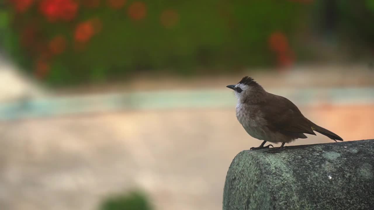 屋顶上黄色通风口的灯泡特写视频下载