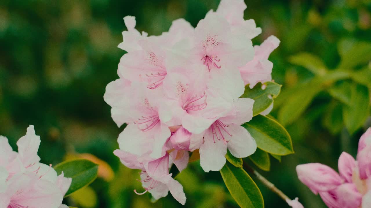 森林里的五朵杜鹃花视频素材