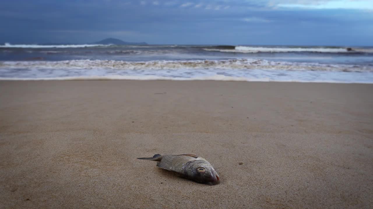 澳大利亚康纳斯海滩附近的沙滩上，一条死鱼和海浪。视频素材