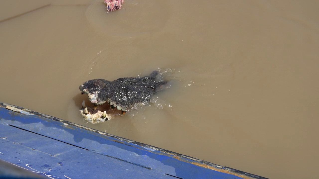 野生澳大利亚河口(咸水)鳄鱼在船上进食视频下载