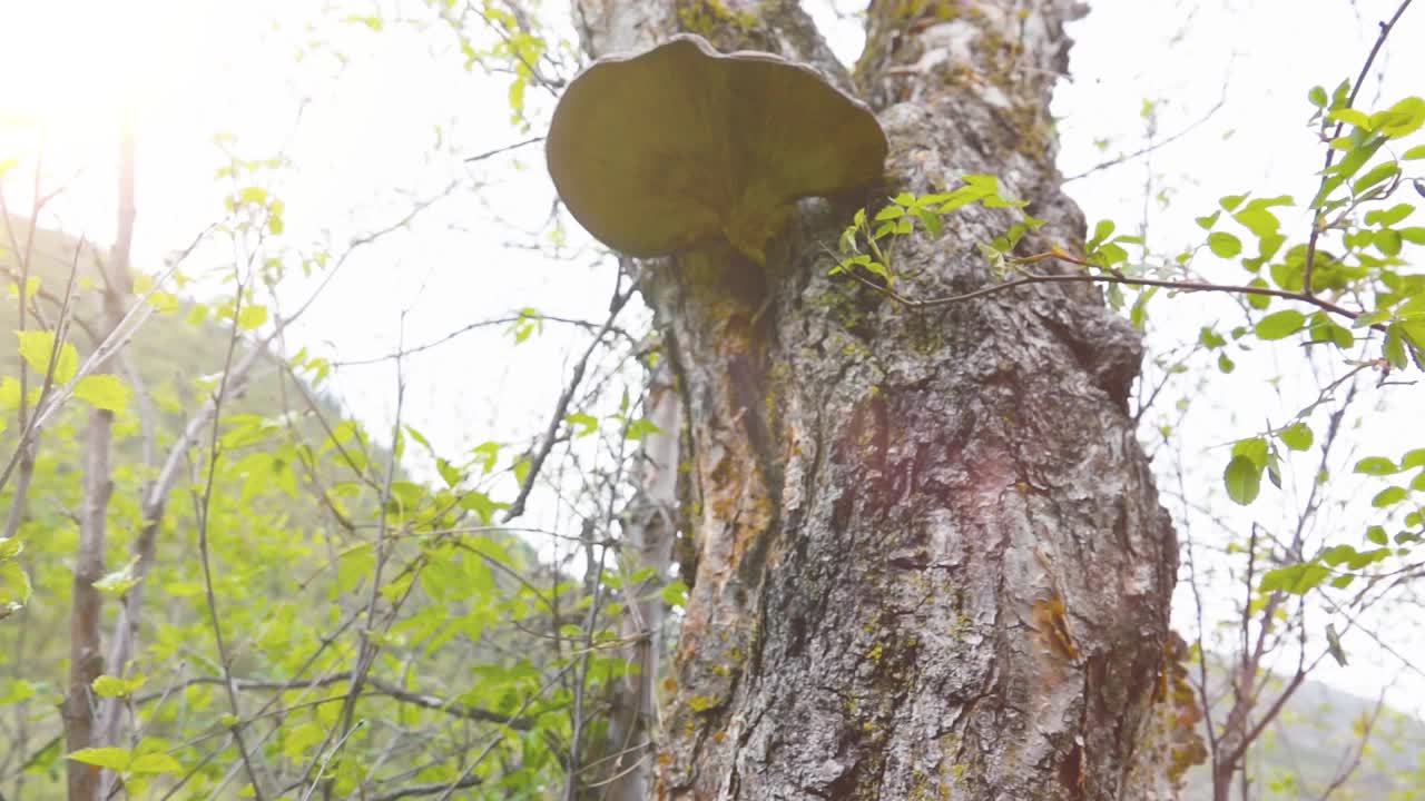 长在树上的蘑菇视频素材