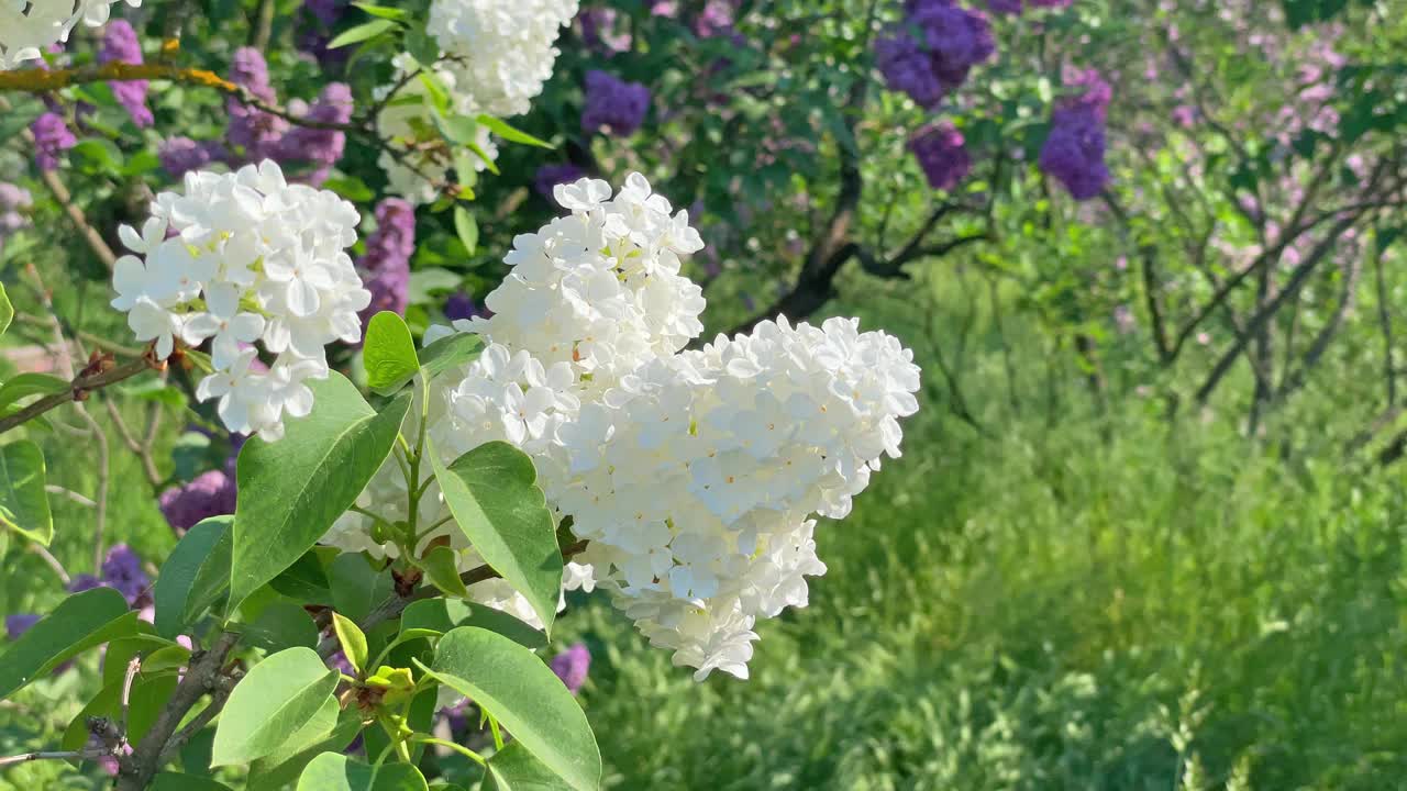 丁香白色的花枝视频下载