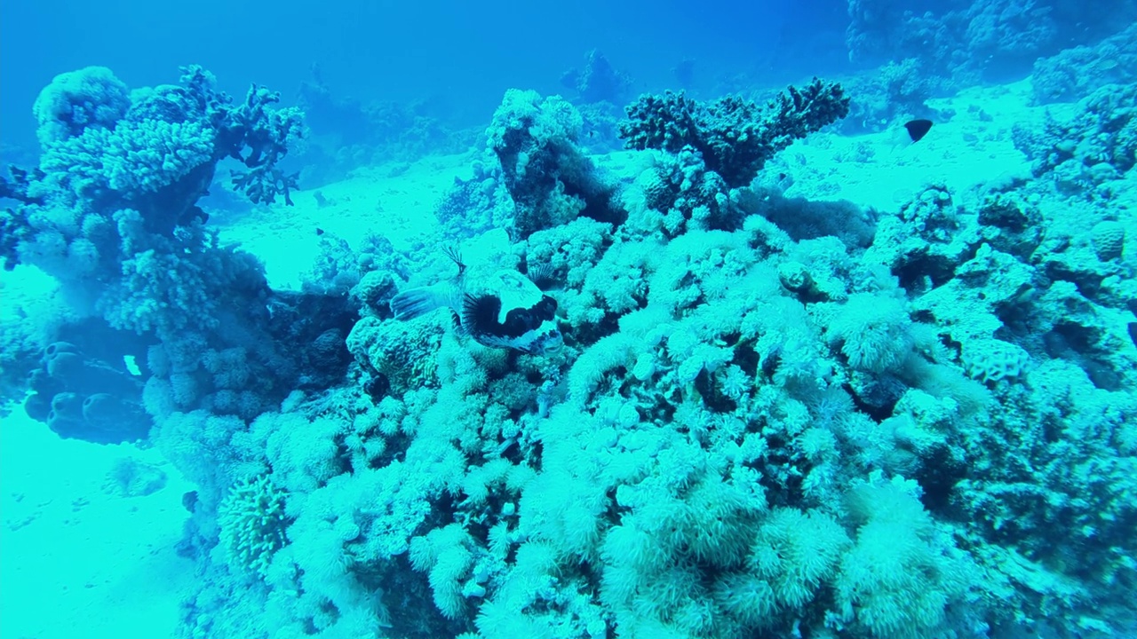 生活在红海海底的黑斑河豚视频下载