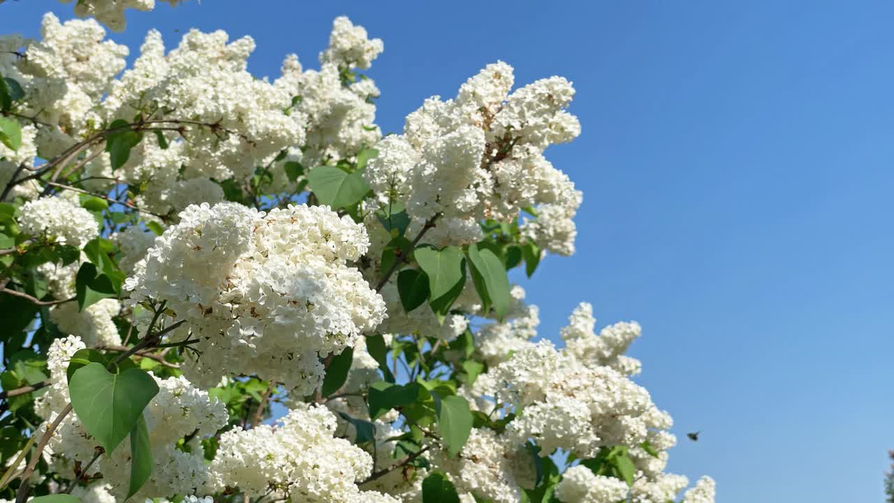 丁香白花枝蓝天视频下载