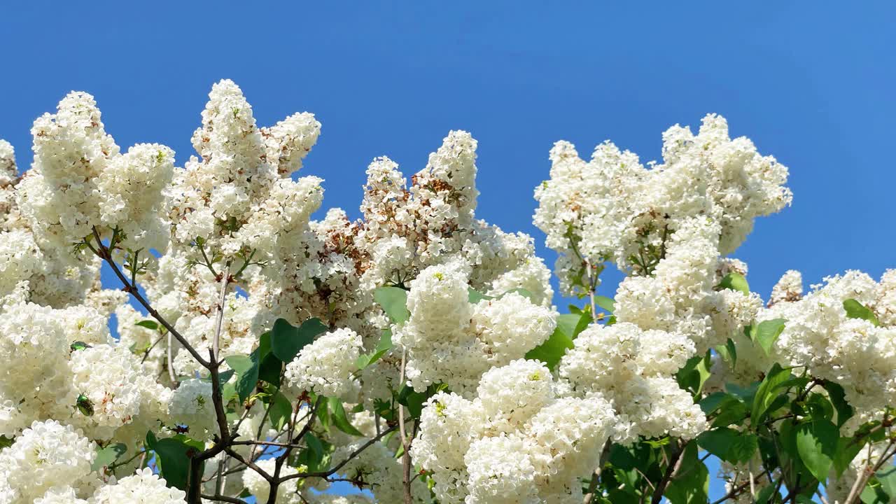 丁香白花枝蓝天视频素材