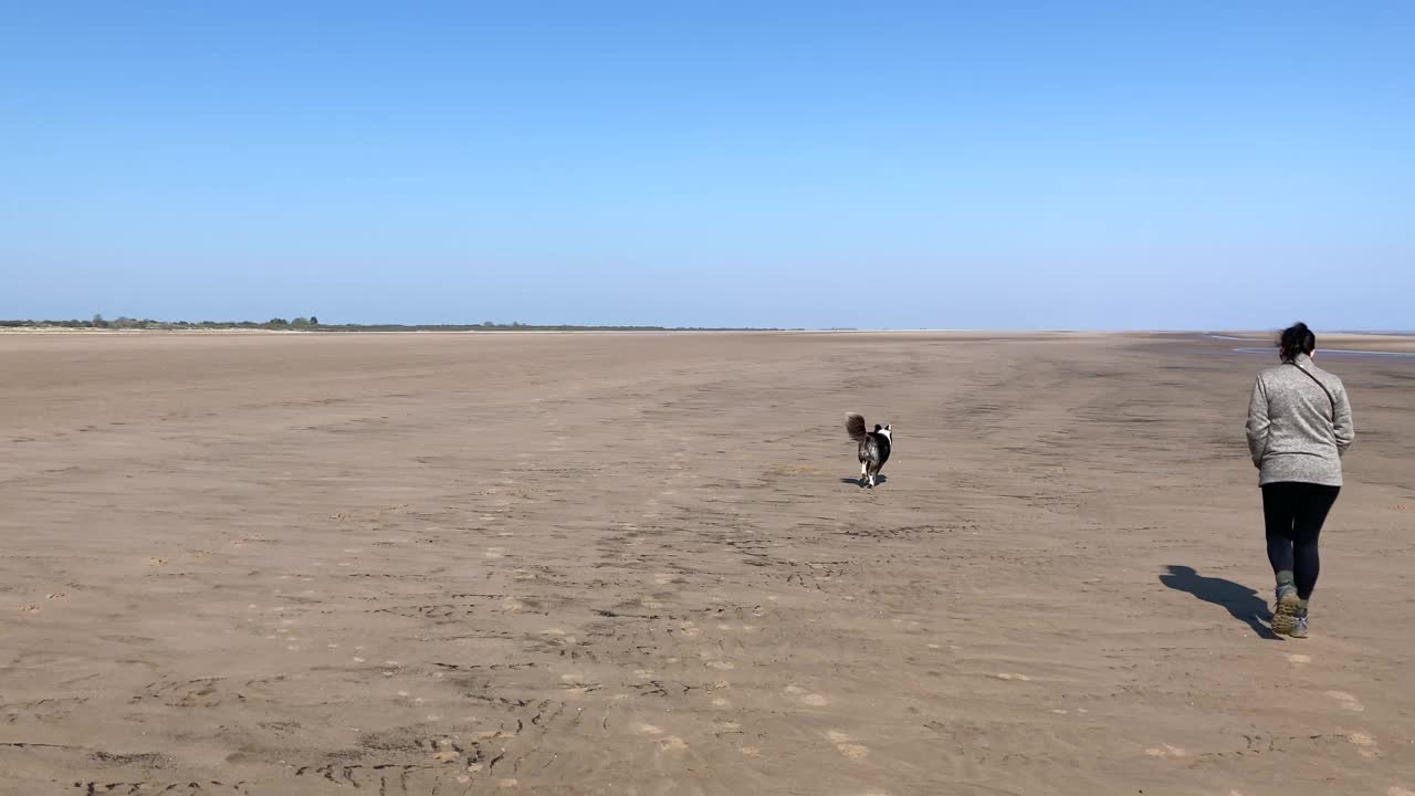 英国林肯郡，一名妇女在空旷平坦的海滩上遛着她的边境牧羊犬视频素材