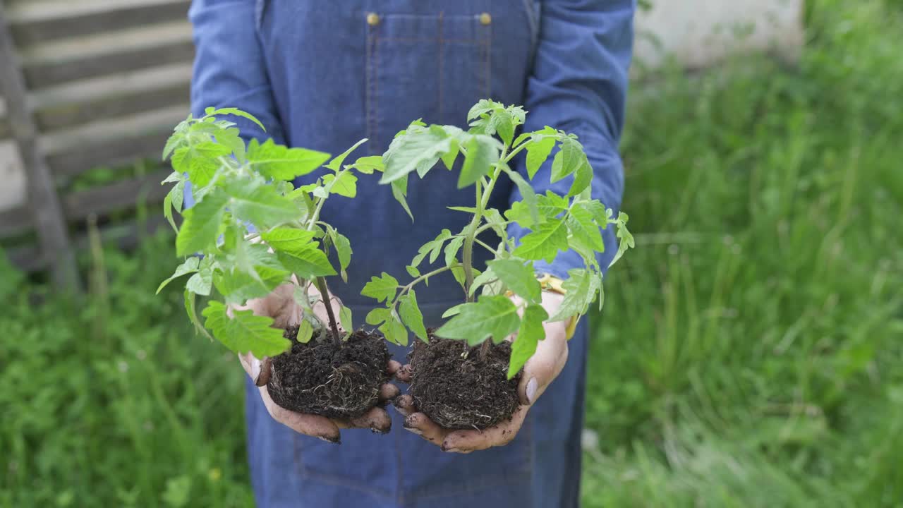 农妇手里拿着两棵小番茄苗——户外园艺概念。女孩拿着樱桃番茄的芽，准备在土壤中种植。关于4K种植西红柿的视频片段。视频素材