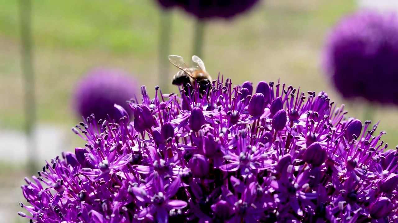 蜜蜂从紫色的allium giant AMBASSADOR花上采集花粉。养蜂。视频素材