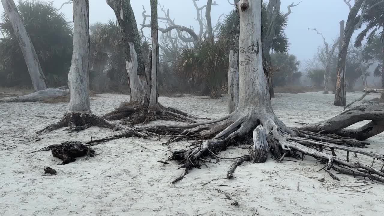 浮木海滩-杰基尔岛，格鲁吉亚在雾蒙蒙的一天，与幽灵，怪异的景观氛围视频素材