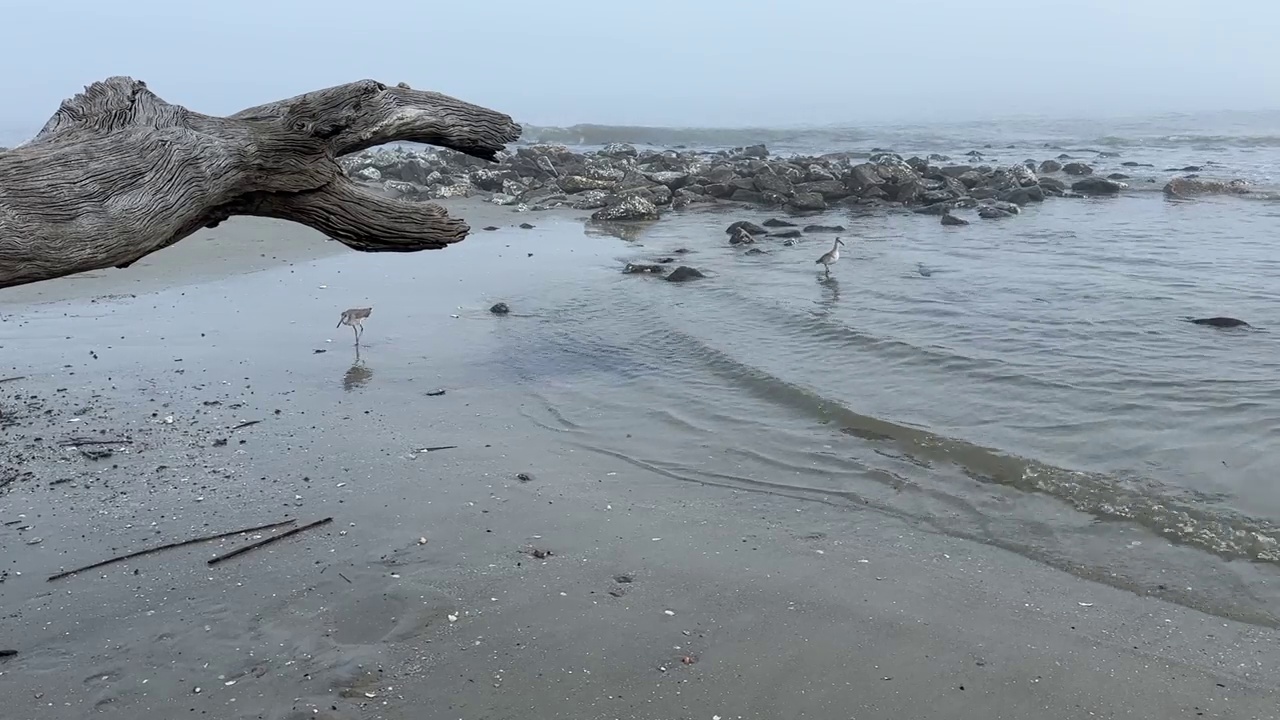 浮木海滩-杰基尔岛，格鲁吉亚在雾蒙蒙的一天，与幽灵，怪异的景观氛围视频素材