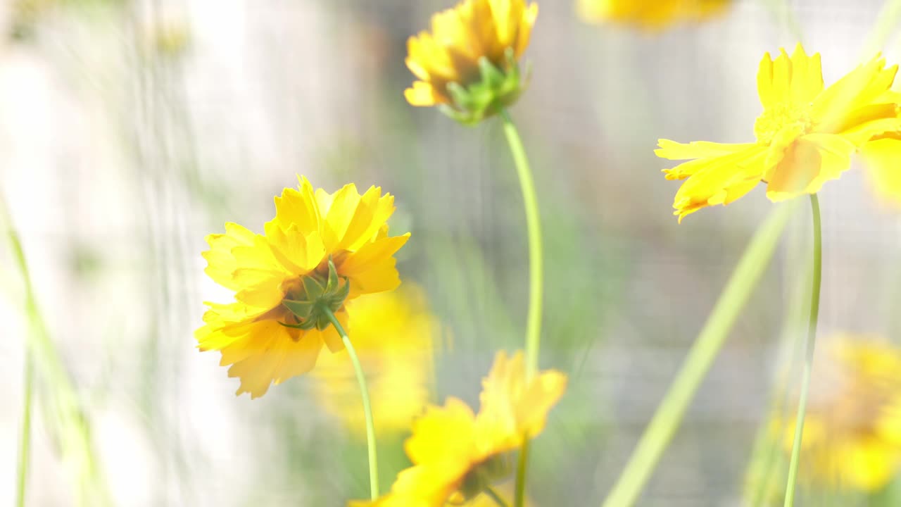 沙漠野花视频素材