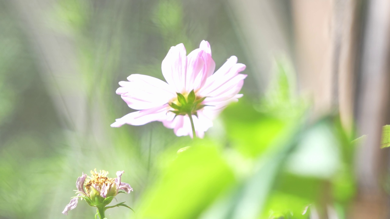 沙漠野花视频素材