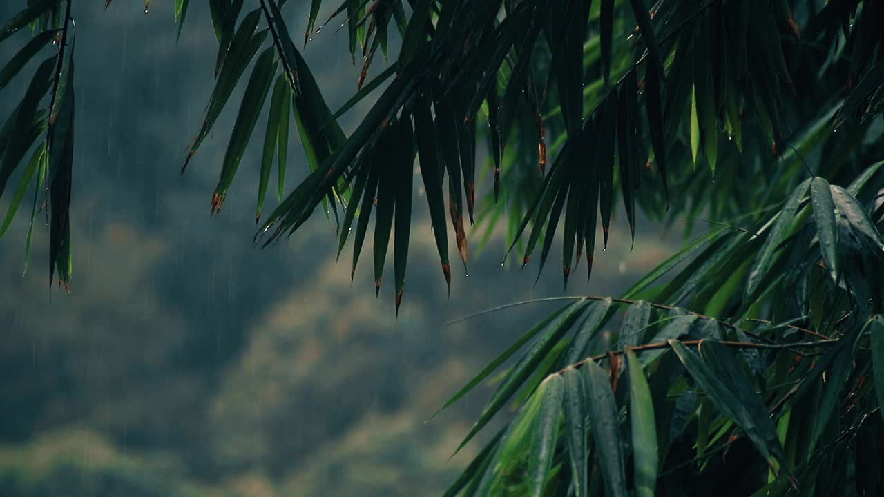 竹叶暴露在小雨细雨中视频素材