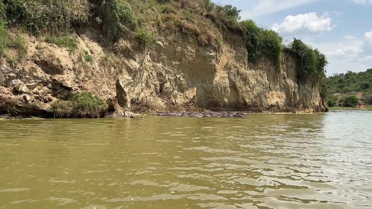 在乌干达伊丽莎白女王国家公园的卡津加海峡，河马在水中的平移镜头视频下载