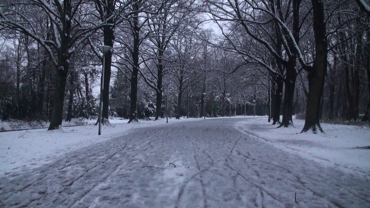 道路上的雪全高清视频，冬季，冬季道路，冬季树，海牙，荷兰，欧洲视频素材