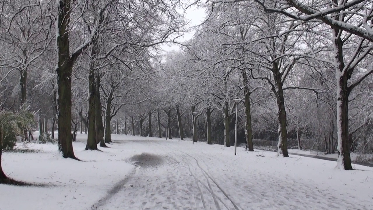 路上的雪视频，冬季季节，冬季道路，冬季树，海牙，荷兰视频素材