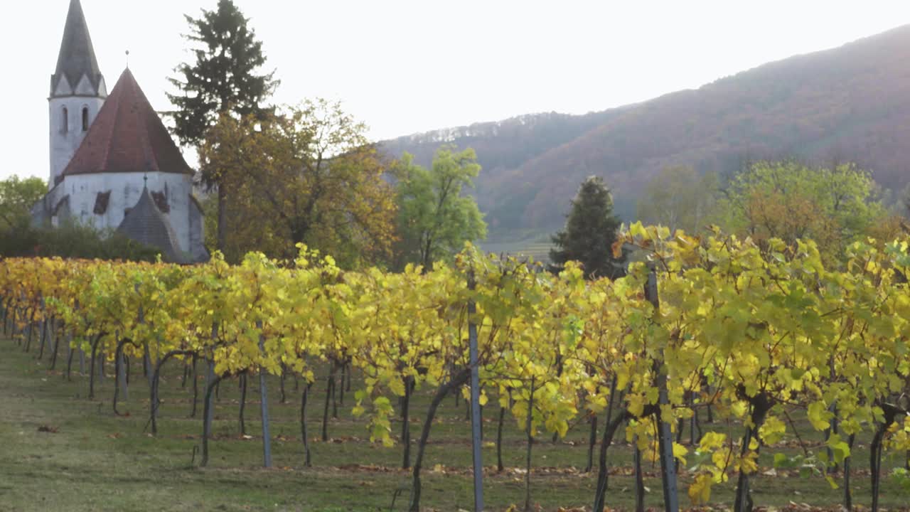 日落时分，在著名的奥地利瓦豪山谷的山上，可以看到秋天的葡萄园视频下载